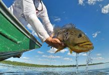 Ocellus Fishing 's Fly-fishing Photo of a Peacock Bass | Fly dreamers 