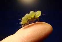  Mosca para Trucha arcoiris compartida por Carlos Estrada | Fly dreamers 