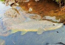 Fly-fishing Pic of brown trout shared by BERNET Valentin | Fly dreamers 