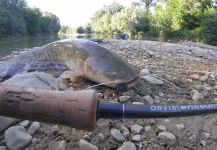 Fly-fishing Image of Vundu catfish shared by Alex Raco | Fly dreamers