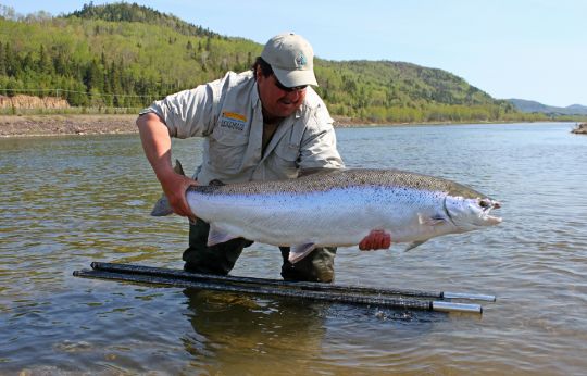 Atlantic Salmon Fly Fishing - Restigouche River, New Brunswick