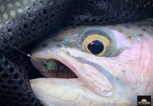 Gerhard Delport 's Fly-fishing Catch of a Rainbow trout | Fly dreamers 