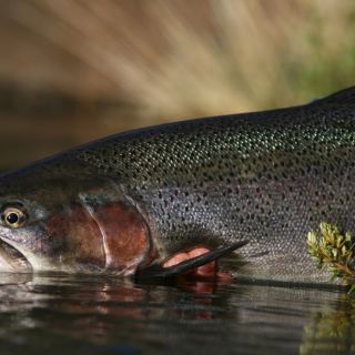 Foto de pesca con mosca