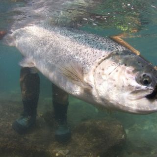 Foto de pesca con mosca