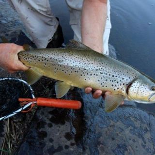 Fly fishing picture