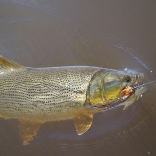 Foto de pesca con mosca