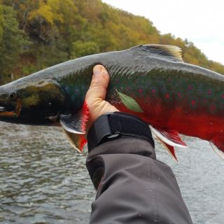 Foto de pesca con mosca