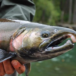 Foto de pesca con mosca