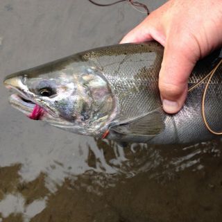 Foto de pesca con mosca