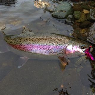 Foto de pesca con mosca