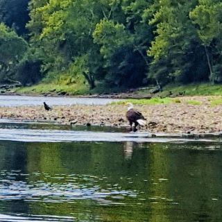 Bald eagle seen on famous kayak and boat floats we rent both !