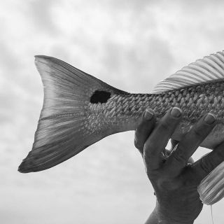 Foto de pesca con mosca