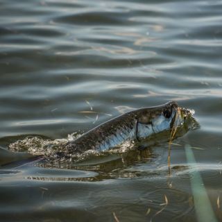 Foto de pesca con mosca