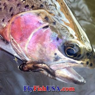 A native Deschutes River redband trout caught with a trout Spey rod and sculpin fly. Released unharmed!