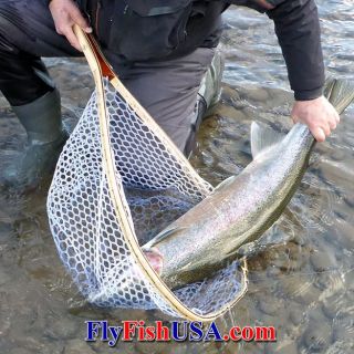A 39 1/2' wild Sandy River winter steelhead caught with a Spey fly. Released unharmed!