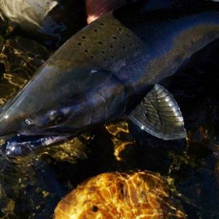 Chinook Salmon native to Oregon eat flies too. Best months to find bright Chinooks: May-June &amp; September