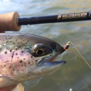 This Oregon native redband trout ate a Prince Nymph presented with a Sage fly rod.