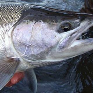 This wild winter steelhead from Oregon's Nehalem River ate a Blu and Purple Rambulance fly.