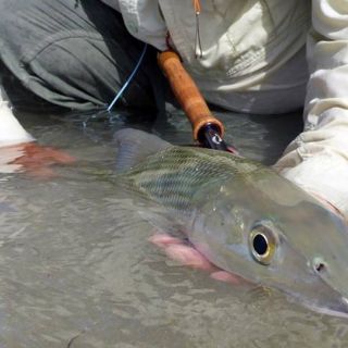 The Fly Fishing Shop in Welches Oregon is a good place to get information on bonefishing in Belize, Cuba, Bahamas and Florida.