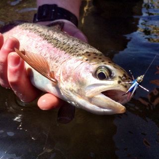 This Oregon native redband trout ate a rubber leg Prince Nymph