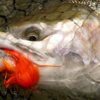 This wild buck winter steelhead from Oregon's Sandy river ate a Ho Hot Orange Rambulance fly presented with a spey rod.