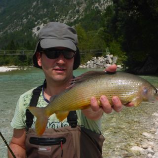 The Grayling from the Soca river basin