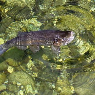 This super male of the Rainbow Trout would easily catch a minnow fish.. No.. he chooses a small ant instead!? Sava Dolinka river - Bled area