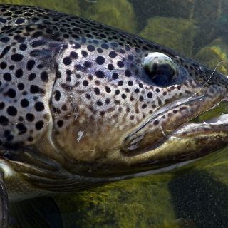 Is this a freshwater specie!? Yes - Cross breed Trout with the stunning skin coloration!