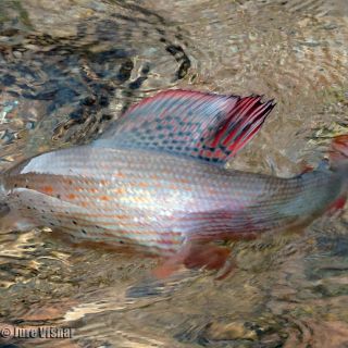 The famous dorsal fin of European Grayling - a flash of colours before he swims back.. ALL our catches are released back!