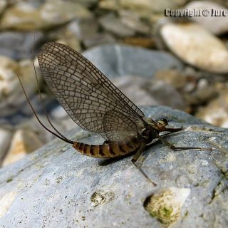 Pure rivers are home of many insects!