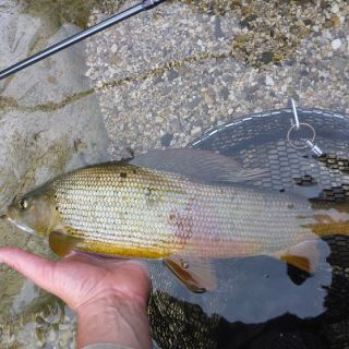 One of his kind - the Grayling! Sava river Slovenia
