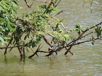 Fly fishing picture