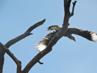 Fly fishing picture