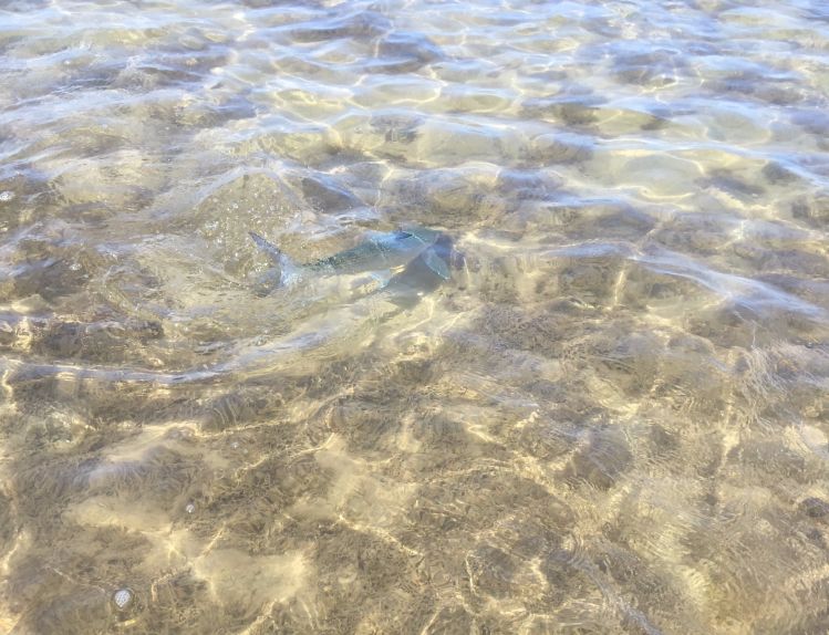 Nice Molokai Bonefish about to inhale Travis Ota's Fly before blasting off!