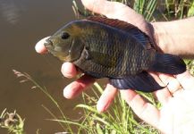 Pablo Barletta 's Fly-fishing Pic of a Chameleon Cichlid | Fly dreamers 