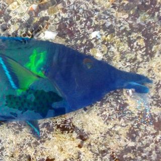 And you thought setting the hook on a trout was tough?? Try hooking the beautiful and elusive Bird Wrasse and then we can talk.
