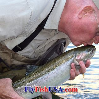 Wild steelhead are native to Oregon and the whole Pacific Rim. In Oregon they are protected by catch and release fishing regulations.