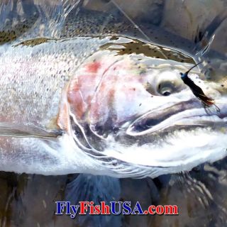 There are fresh steelhead available in Oregon year around.