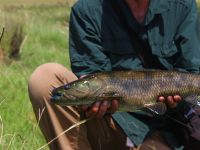 Foto de pesca con mosca