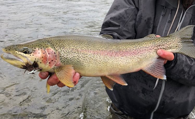 Targeting Big Alaskan Rainbows  