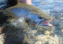  Fotografía de Pesca con Mosca de Sea-Trout (Trucha Marrón Anádroma) por Luis Guillermo PALACIOS | Fly dreamers 