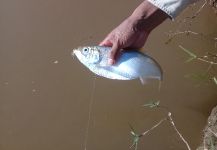  Fotografía de Pesca con Mosca de Lacha compartida por Claudio Avila | Fly dreamers