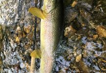 Slovenia Marble trout