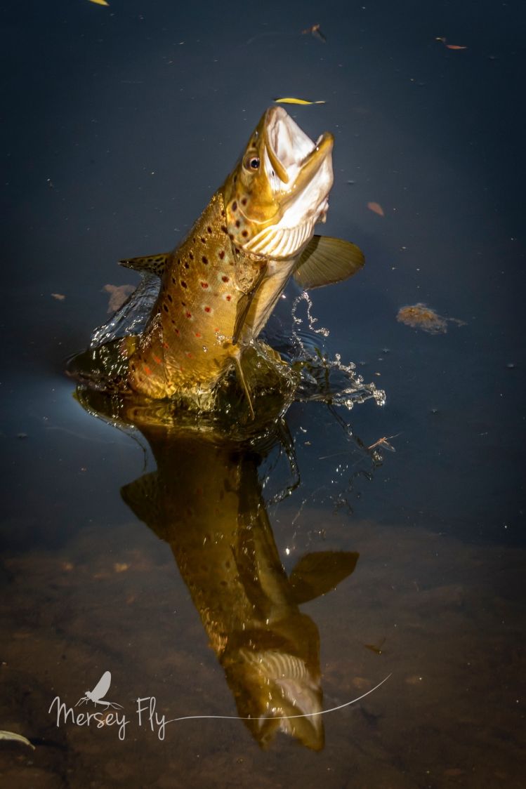 Brown Trout leaping at Mayfly spinners