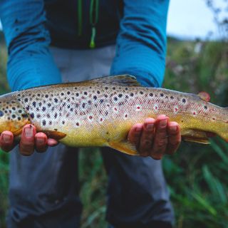 Average size Estonian brown trout