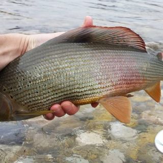 Beautiful feemale Grayling landed in the rapids of the Sava river - Slovenia.. 51cm er she was!