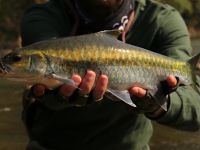 Fly fishing picture