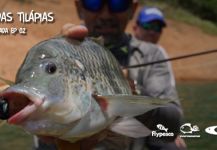 Fly-fishing Picture of Nile Tilapia shared by Kid Ocelos | Fly dreamers