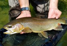 Uros Kristan - URKO Fishing Adventures 's Fly-fishing Picture of a Rainbow trout | Fly dreamers 