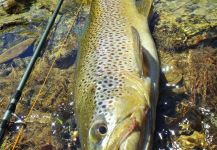 BERNET Valentin 's Fly-fishing Image of a German brown | Fly dreamers 